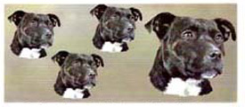 Dog Wrap - Staffordshire Bull Terrier